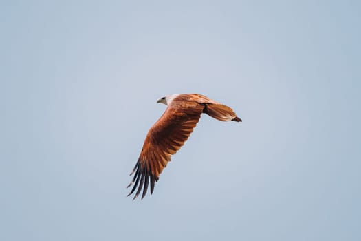 Goa, India. Brahminy Kite Flying In Blue Sky.