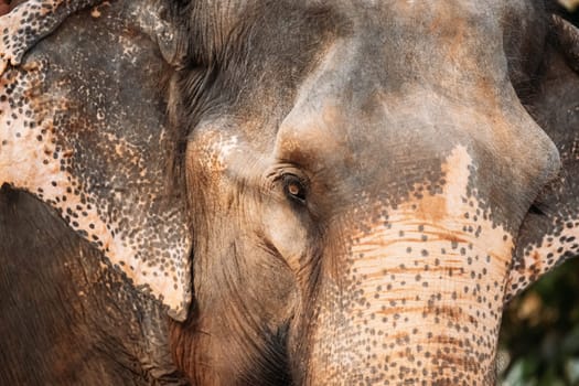 Goa, India. Close View Of Elephant Cow.