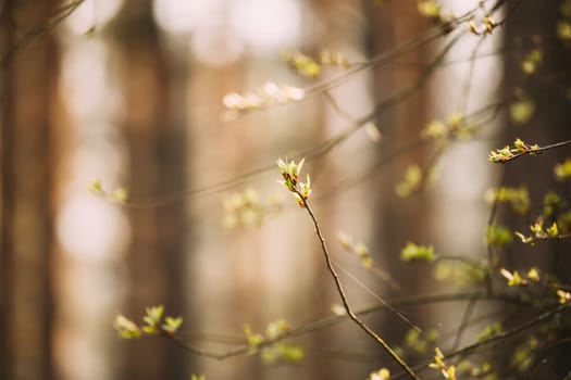 Young Spring Green Leaf Leaves Growing In Branch Of Forest Bush Plant Tree. Young Leaf On Boke Bokeh Natural Blur.