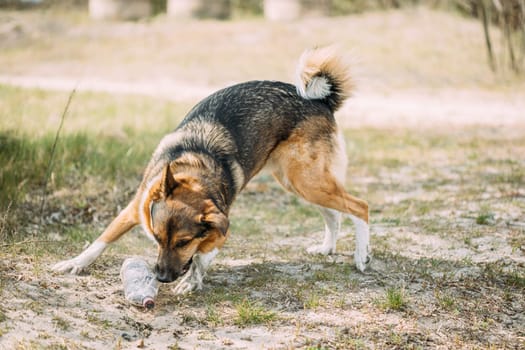 Mixed Breed Dog Playing With Plastic Bottle, Rubbish In Forest.