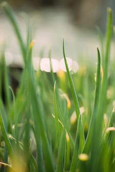 Scallions Or Green Onions, Spring Onions, Or Salad Onions. Young Spring Green Leaf Leaves Growing In Vegetable Garden. Healthy Vegetable.