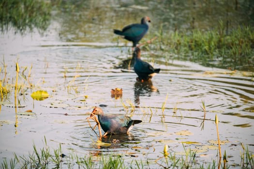 Goa, India. Three Grey-headed Swamphen Birds In Morning Looking For Food In Swamp. Porphyrio Poliocephalus.