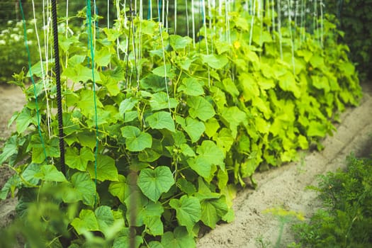 Bed With Cucumbers In Vegetable Garden On Summer Day.