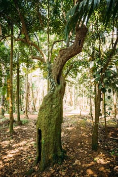 Goa, India. Old  Tree Carambola Or Star Fruit. Birambi Is The Fruit Of Averrhoa Carambola, A Species Of Tree Native To Tropical Southeast Asia.