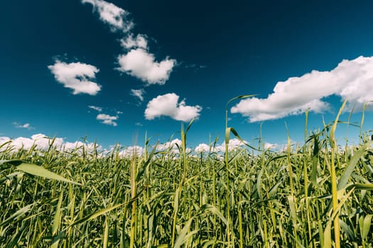 Countryside Rural Wheat Field Meadow Landscape In Summer Sunny Day. Scenic Sky With Clouds On Horizon.