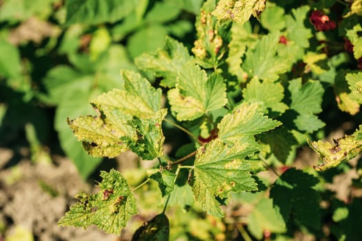 Traces Of Defeat By Leaf Gall Midges On Red Currant Leaves In Summer Sunny Day. Plant Disease.