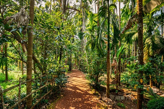 Goa, India. View Of Road Lane Path Way Surrounded By Tropical Green Vegetation And Bamboo Trees In Sunny Day. Park Landscape.