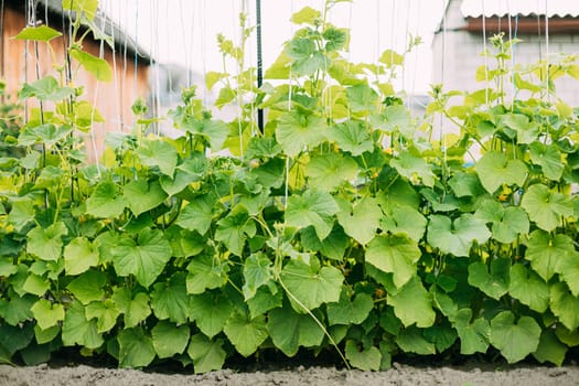 Bed With Cucumbers In Vegetable Garden On Summer Day.