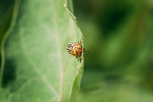 Colorado Striped Beetle - Leptinotarsa Decemlineata. This Beetle Is A Serious Pest Of Potatoes.