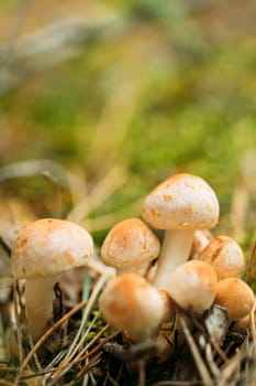 Kuehneromyces Mutabilis Mashrooms Growing Among Pine Needles In Autumn Forest.