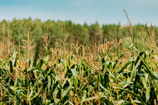 Rural Landscape Maize Field With Corn Sprouts. Young Green Cornfield Plantation. Agricultural Crop