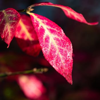 Colorful dotted autumn leaves