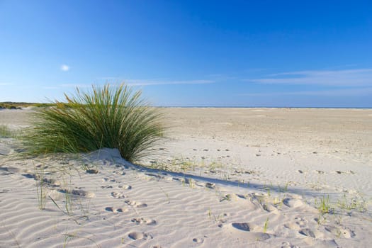 the dunes, Renesse, Zeeland, the Netherlands