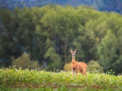 Roe-deer in the morning mist