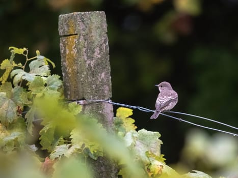 Spotted Flycatcher, Muscicapa striata