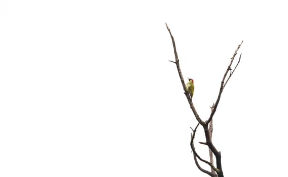European Green Woodpecker