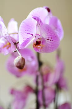Orchids