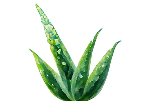 Aloe vera plant isolated on white background. Aloe vera is a succulent plant species of the genus Aloe. It is cultivated for agricultural and medicinal uses