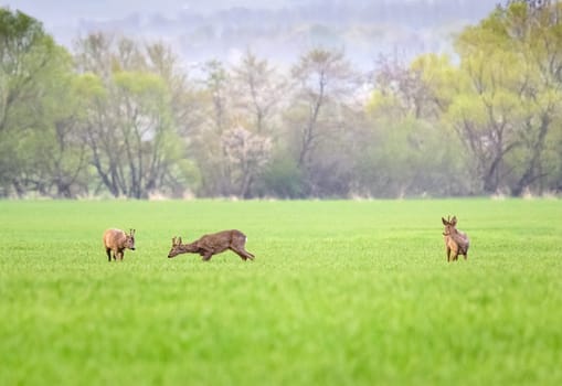 Rivalry of roebucks in a territorial fight in spring nature at sunrise. Conflict between two wild male animals over territory. Seasonal wildlife scenery.