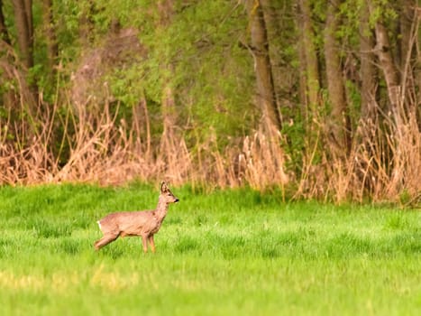 Roe deer doe urinating on a meadow in spring nature.