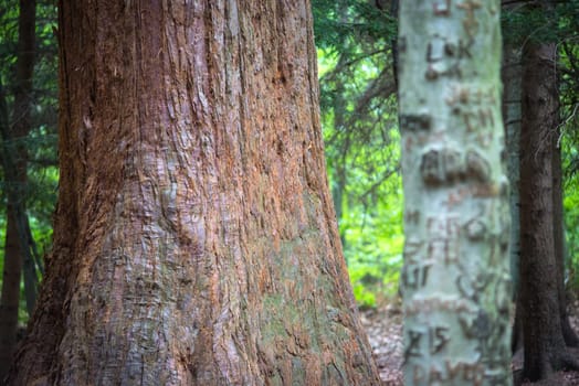 The textured bark of a sequoia tree in Burgenland