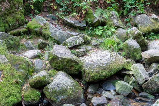 Moss-covered gray stones lie among grass and bracken on a creek bank