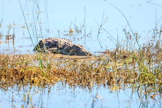 Large Nile Crocodile by the bank of the Chobe River in Botswana