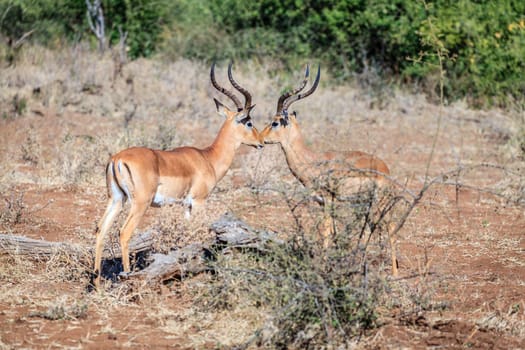 Impalas in the wilderness of Chobe National Park in Botswana