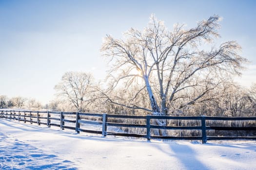Ice and snow-covered tree and the fence on a farm in Central Kentucky