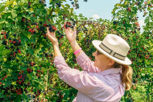 Woman is picking blackberries at an orchard in Central Kentucky