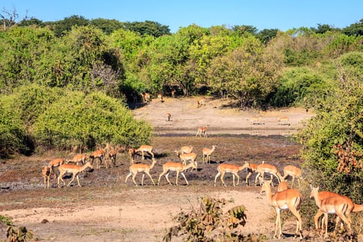 Herd of impalas in Chobe National Park in Botswana