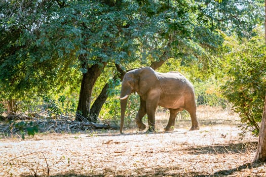 Wild African elephant in Chobe National Park in Botswana