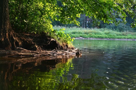 Duck Pond In park Under a greater oak