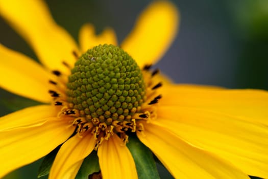 Very beautiful flowers of a camomile of a lily a card