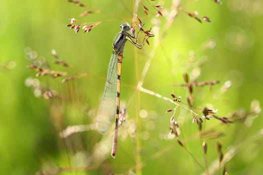 The beautiful dragonfly sits in a grass and dries wings