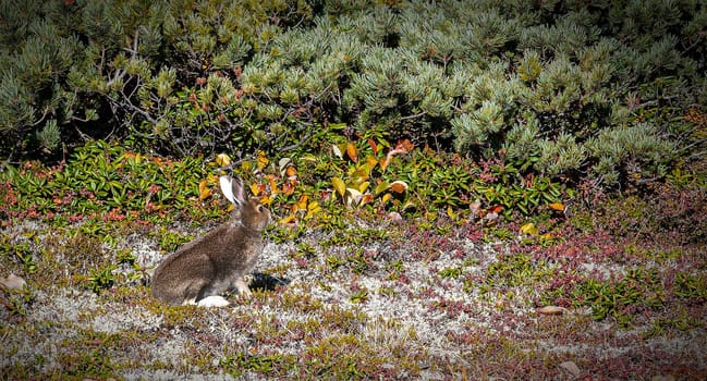 The wild hare in the mountains of the Kamchatka Peninsula in the reindeer moss and cedar bushes