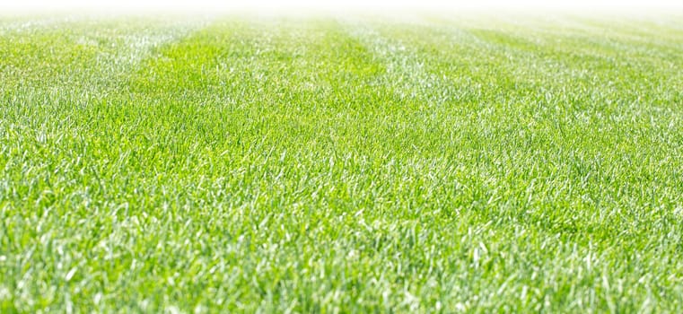 The Green meadow stadium grass field for football