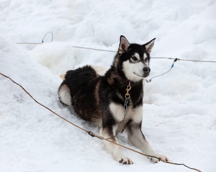 The  Siberian Husky dog lies on the snow in light day