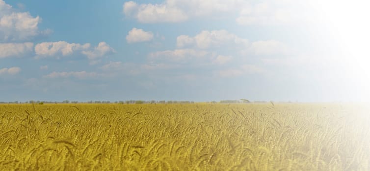 The Yellow agriculture field with ripe wheat and blue sky with clouds