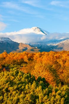 The green cedar bushes on the background of the Avacha volcano on Kamchatka peninsula