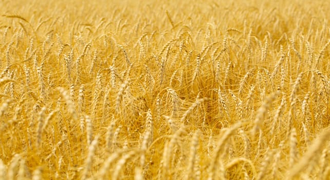 The Yellow agriculture field with ripe wheat close up
