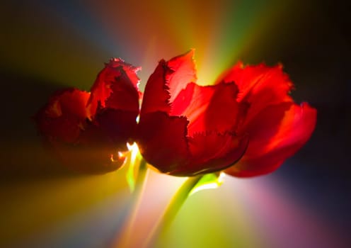 Tulips (Tulipa L., Amana Honda) - A brightly-coloured flower, shaped like a small cup, that grows from a bulb in the spring.