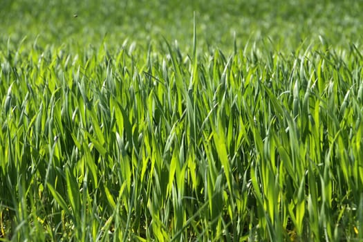 Green grass