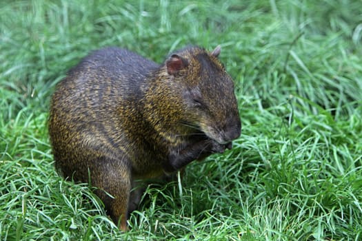 Goldaguti