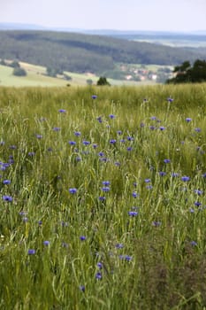 Cornfield with cornflowers