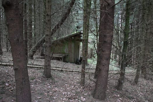 Hunting hut in a coniferous forest