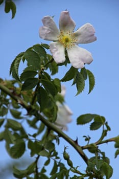 Hedge rose