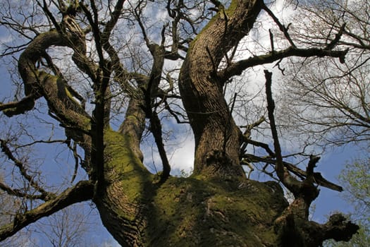 Old Oak