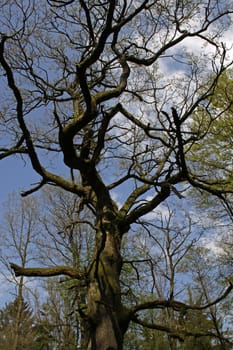 Old Oak