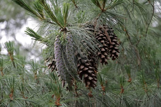 Pine cones